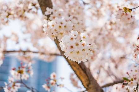 Foto Universitas itu
 korea seoul
 musim semi