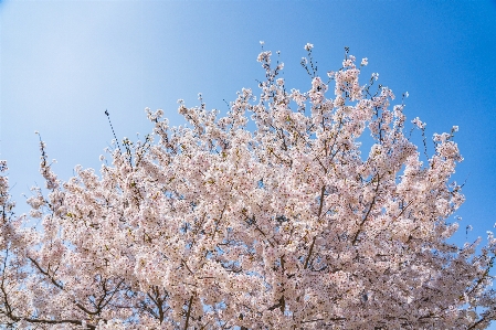 Foto Estación yongdap
 corea seúl
 primavera