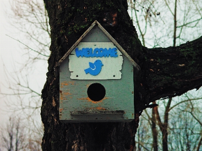 Image branch wood birdhouse Photo