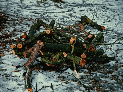 Image algae seaweed cypress family Photo