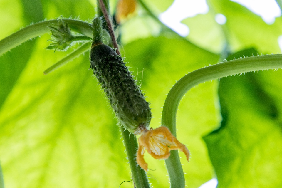 Concombres légumes nourriture en bonne santé