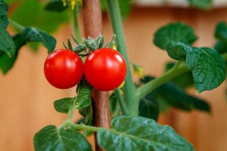 Tomatoes vegetables garden leaves Photo