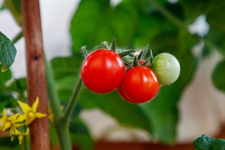 Tomatoes vegetables garden leaves Photo