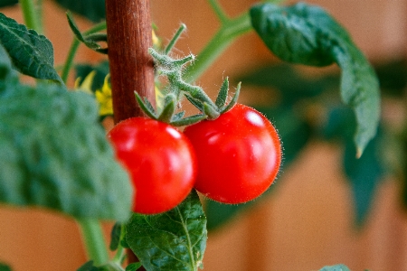 Tomatoes vegetables garden leaves Photo