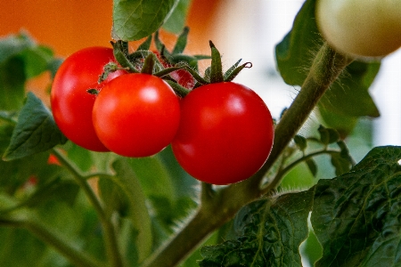 Tomatoes vegetables garden leaves Photo