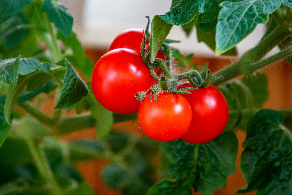 Tomaten
 gemüse garten blätter