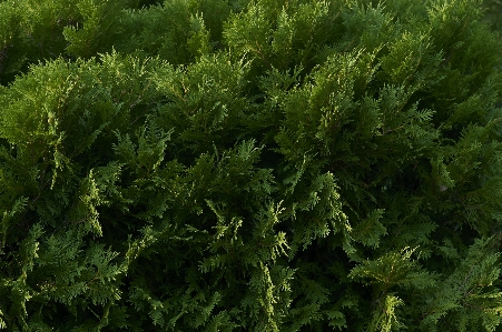 Vegetation terrestrial plant evergreen pine family Photo