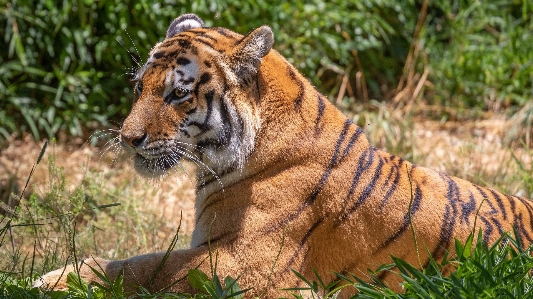 Foto Harimau kucing satwa margasatwa