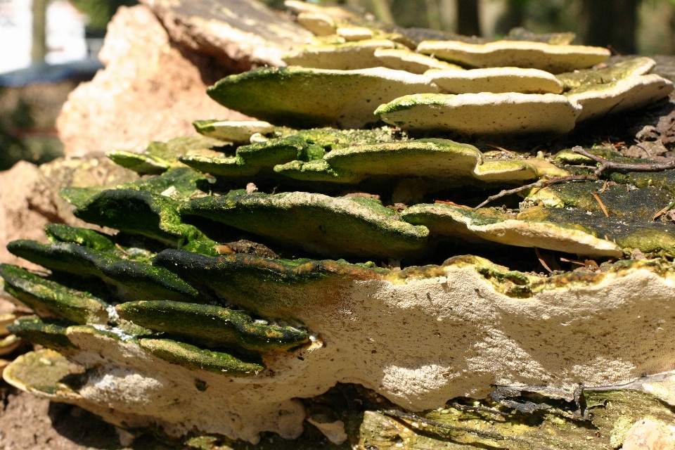 Champignons nature adaptation plante terrestre
