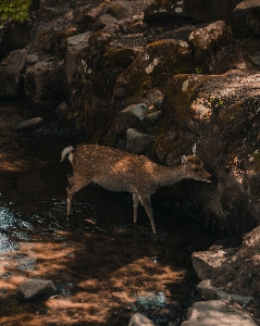 Foto Natura cervo organismo mammifero