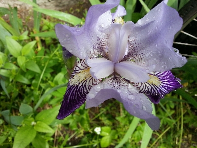 Iris flower purple lilac Photo