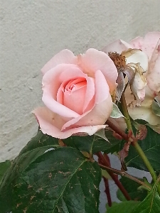 薔薇 バラのつぼみ
 ピンク 花弁 写真