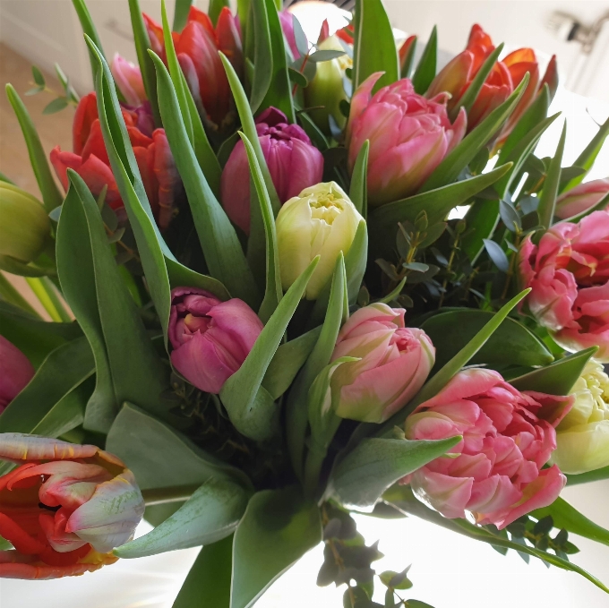 Tulips bouquet pink white