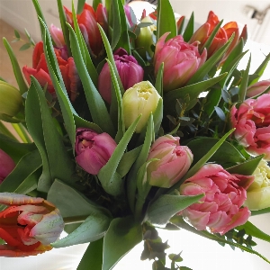 Tulips bouquet pink white Photo