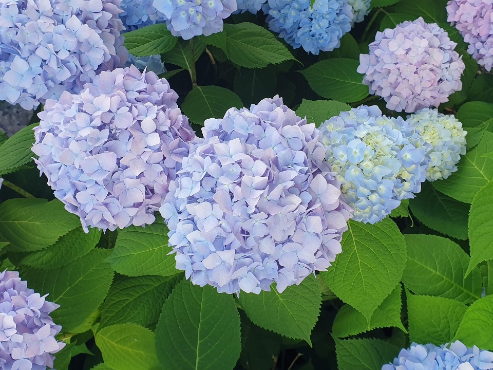 Hortensia fleurs lilas
 bleu clair
