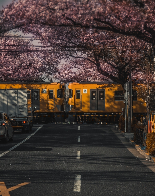 Filial amarelo transporte superfície da estrada
