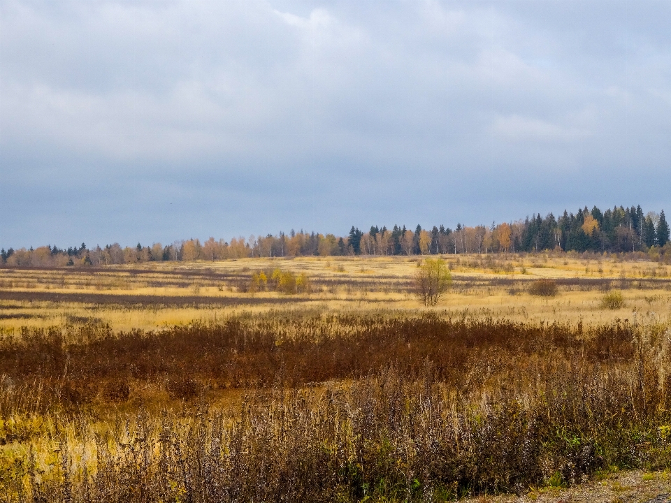 Rússia outono floresta natureza