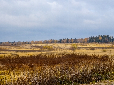 Russia autumn forest nature Photo