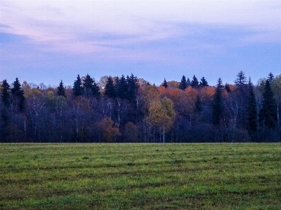 Russia autumn forest grass Photo