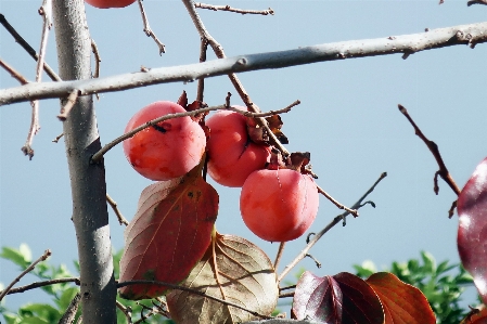 Foto Pianta frutta albero arancia