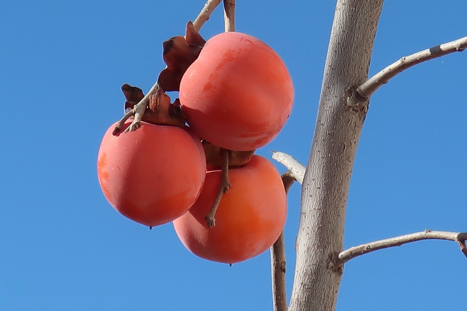 Tanaman buah pohon oranye