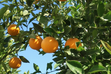 Foto Pianta frutta albero arancia