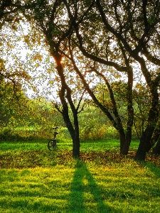 Tree nature branch grass Photo