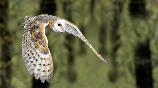 Owl flight organism natural environment Photo