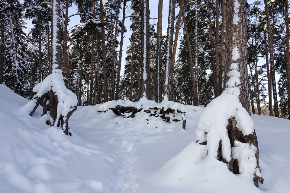 Invierno nieve escarcha frío