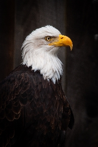 Bald eagle brown bird accipitridae Photo