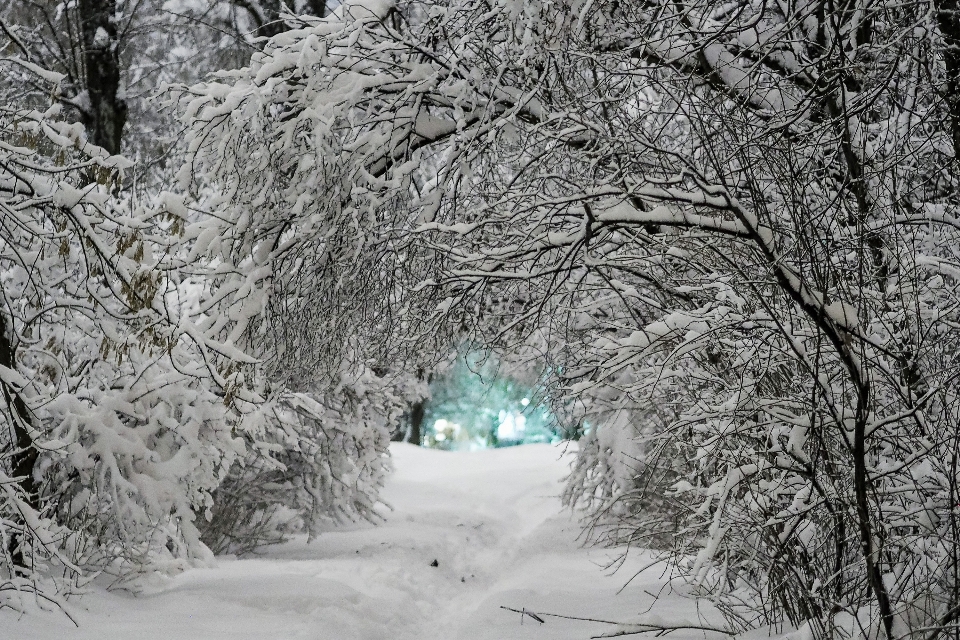 冬 雪 霜 寒い