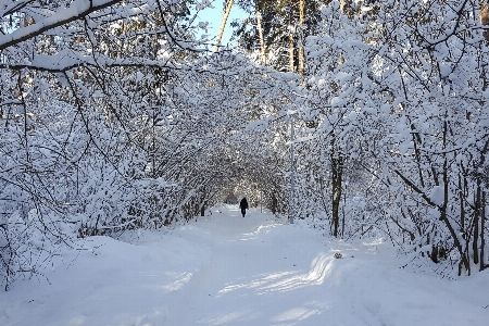 冬 雪 霜 寒い 写真