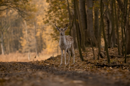 Foto Rusa satwa hutan pohon