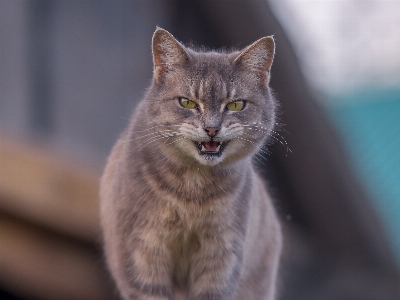 Foto Animais de estimação gato pelagem