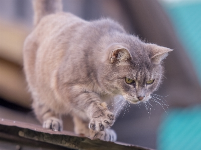 Foto Animais de estimação gato pelagem