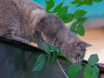 Foto Animais de estimação gato pelagem