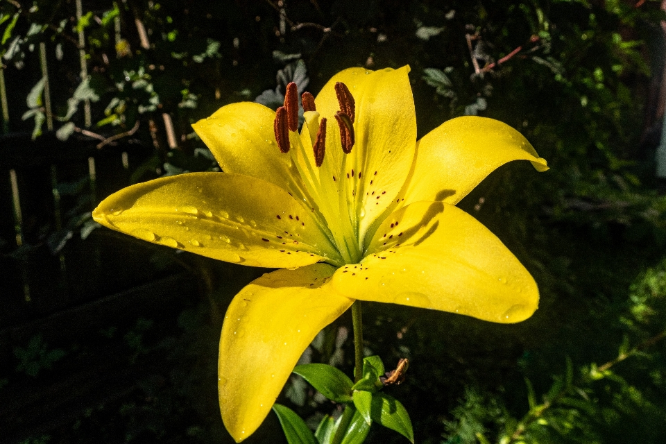 Flowers petals nature colorful