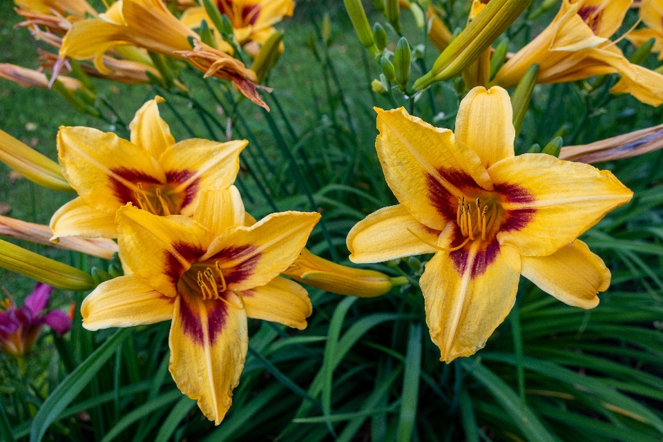 Flowers petals nature colorful