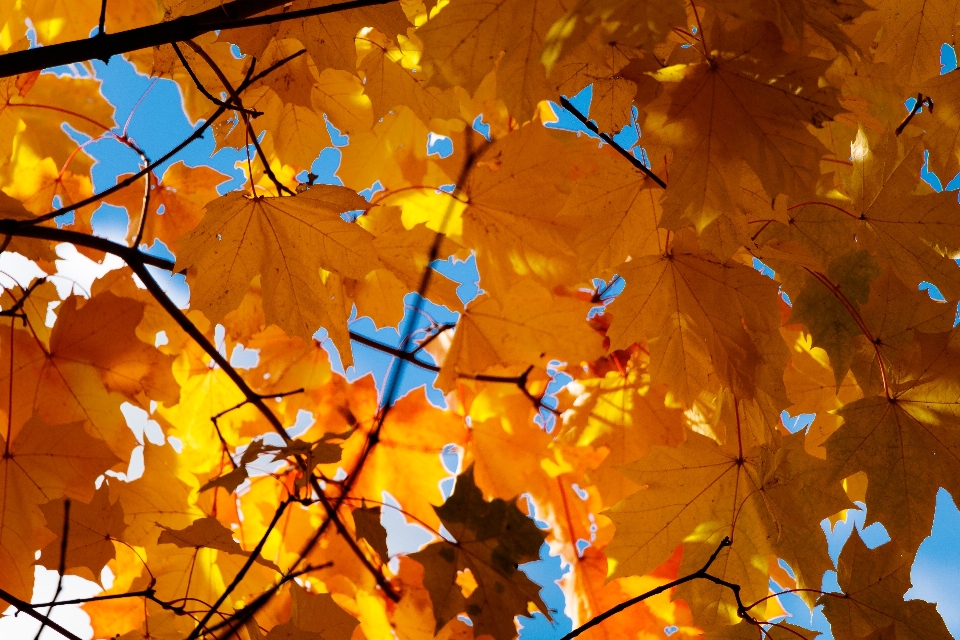 Autumn maple foliage colorful