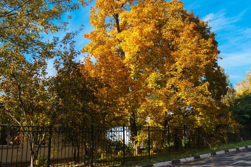 Autunno acero fogliame colorato