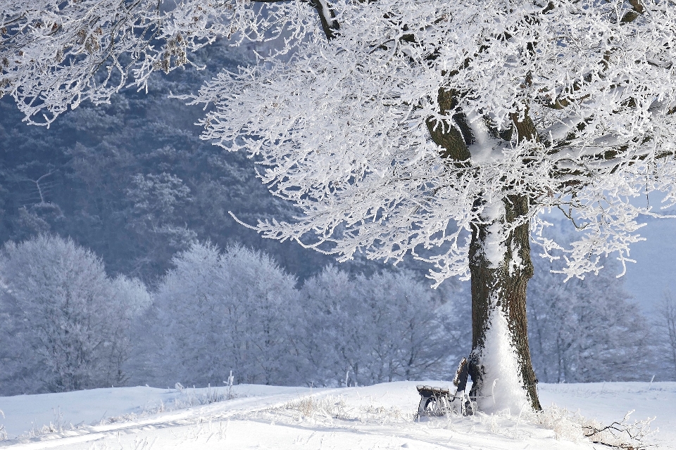 Inverno nevicare albero natura