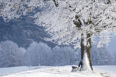 Winter snow tree nature Photo