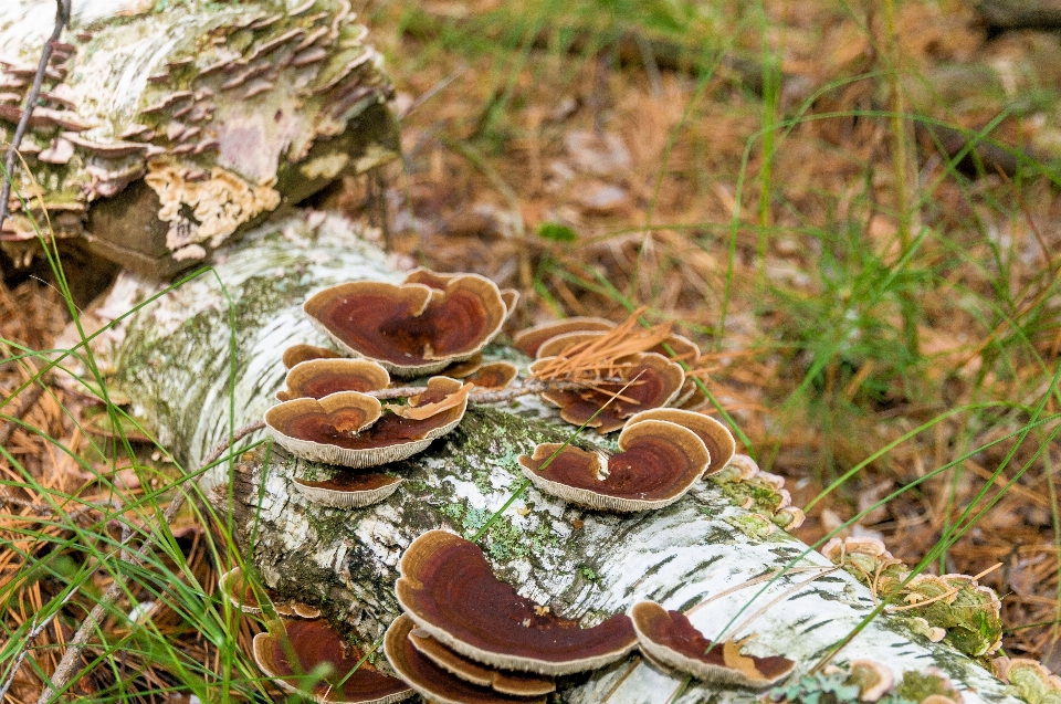 Nature forest wood landscape