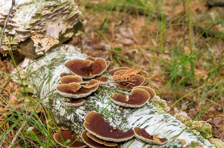 自然 森 木 風景 写真