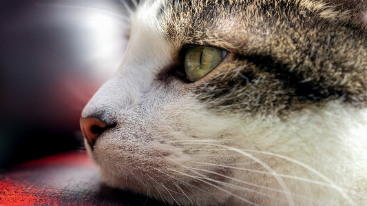 Foto Basettoni
 vertebrato
 gatti di piccola e media taglia
 felidi
