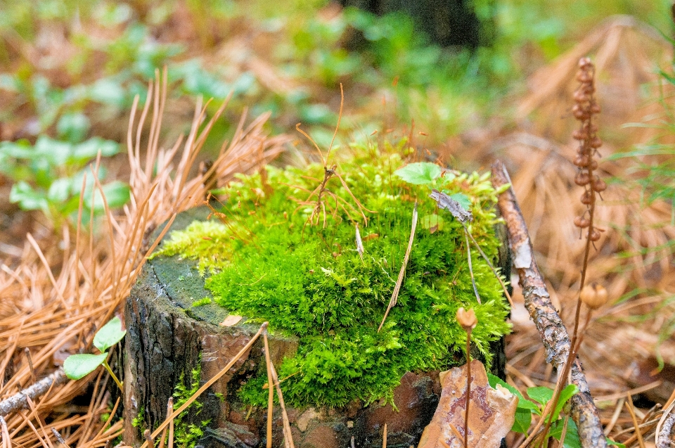 Natural planta terrestre
 terrestre não vascular
 musgo
