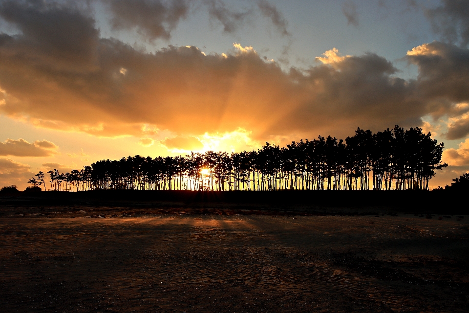 Unyeo beach of korea sunset pine grove