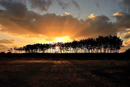 Unyeo beach of korea sunset pine grove Photo