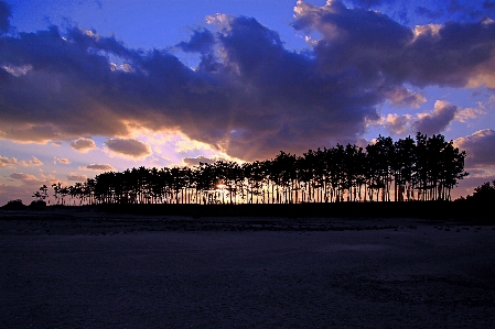 Unyeo beach of korea sunset pine grove Photo