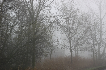 Foto Agriturismo
 olanda nebbia ramo